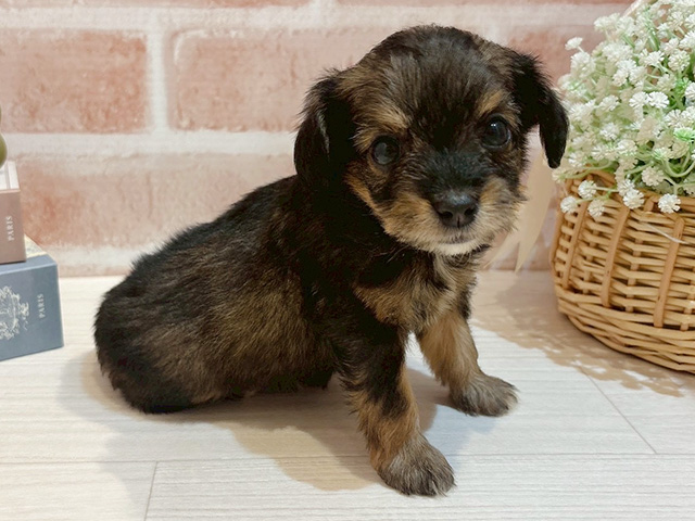 福岡県のチワプー/プーチー(チワワ×プードル) (ペッツファースト福津店/2025年8月20日生まれ/女の子/レッド)の子犬の2枚目の画像