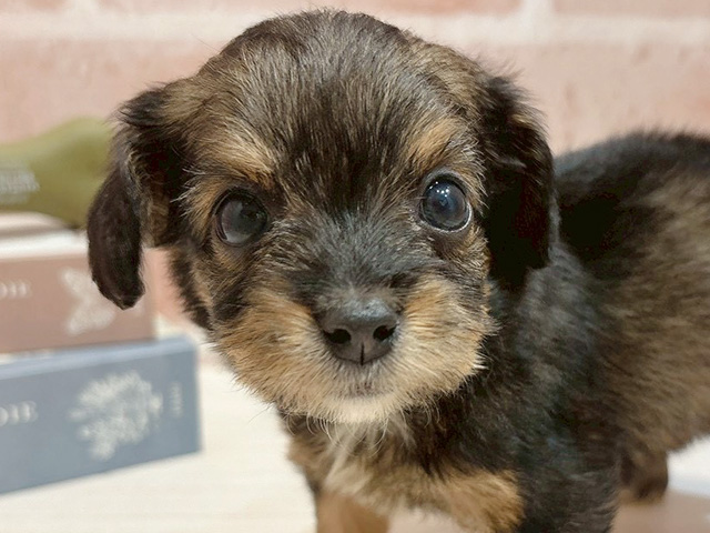 福岡県のチワプー/プーチー(チワワ×プードル) (ペッツファースト福津店/2025年8月20日生まれ/女の子/レッド)の子犬の3枚目の画像