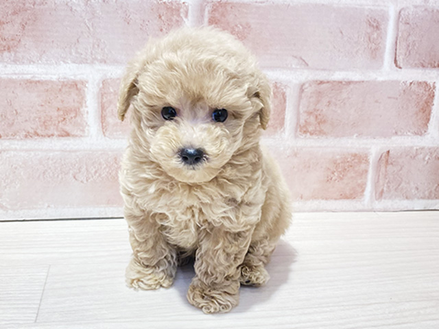 大阪府のビションプー(ビションフリーゼ×プードル) (ペッツファースト北心斎橋店/2025年8月19日生まれ/男の子/アプリコット)の子犬の1枚目の画像