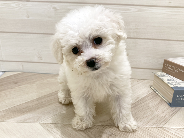 愛知県のビションフリーゼ (ペッツファースト岡崎店/2025年8月20日生まれ/女の子/ホワイト)の子犬の1枚目の画像