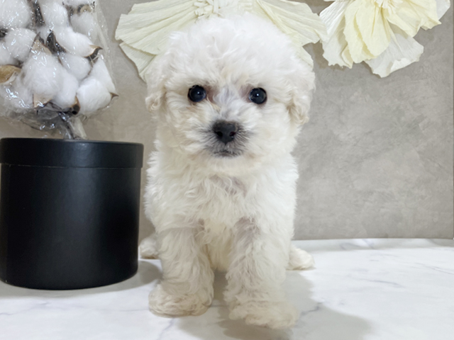 ビションフリーゼ