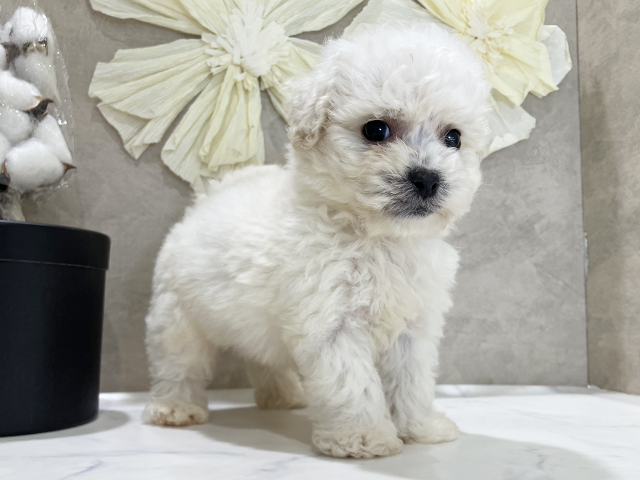 兵庫県のビションフリーゼ (ペッツファースト神戸三宮店/2025年8月20日生まれ/男の子/ホワイト)の子犬の2枚目の画像