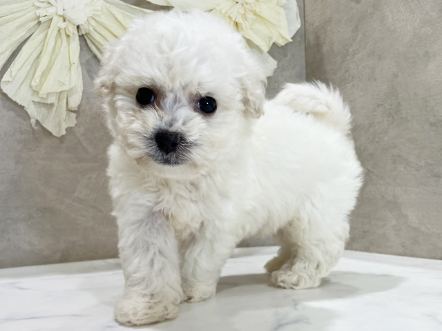 兵庫県のビションフリーゼ (ペッツファースト神戸三宮店/2025年8月20日生まれ/男の子/ホワイト)の子犬の3枚目の画像