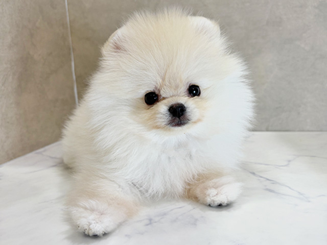 大阪府のポメラニアン (ペッツファースト茶屋町店/2025年8月19日生まれ/男の子/クリーム)の子犬の1枚目の画像