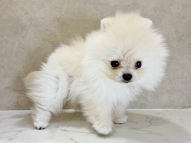 大阪府のポメラニアン (ペッツファースト茶屋町店/2025年8月19日生まれ/男の子/クリーム)の子犬の2枚目の画像