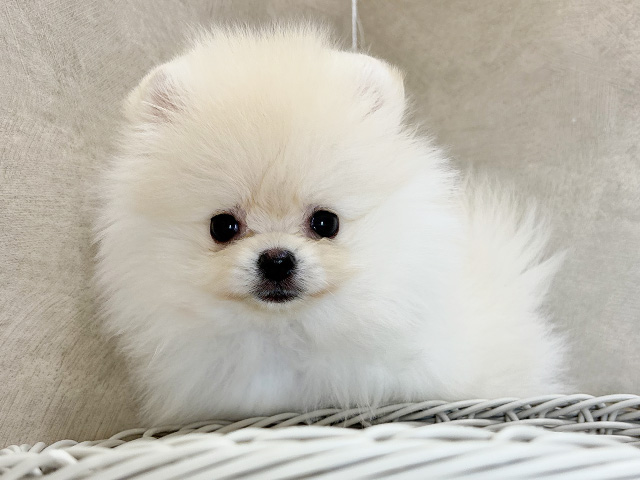 大阪府のポメラニアン (ペッツファースト茶屋町店/2025年8月19日生まれ/男の子/クリーム)の子犬の3枚目の画像
