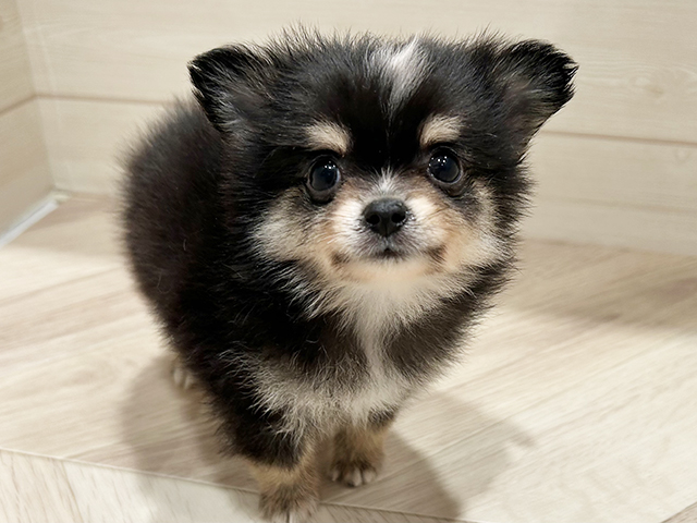 東京都のポメチワ/チワポメ/ポメチー(ポメラニアン×チワワ) (ペッツファースト豊洲店/2025年8月20日生まれ/男の子/ブラックタンホワイト)の子犬の1枚目の画像