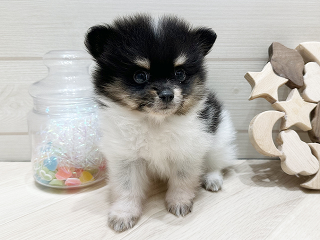 ポメチワ