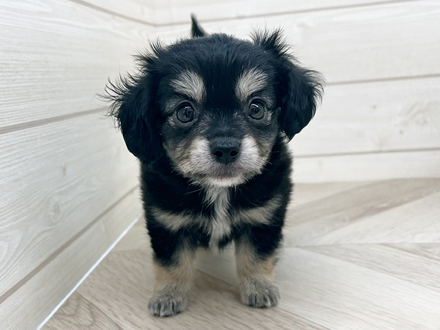 愛知県のチワックス(チワワ×ダックス) (ペッツファースト岡崎店/2025年8月19日生まれ/男の子/ブラッククリーム)の子犬の1枚目の画像