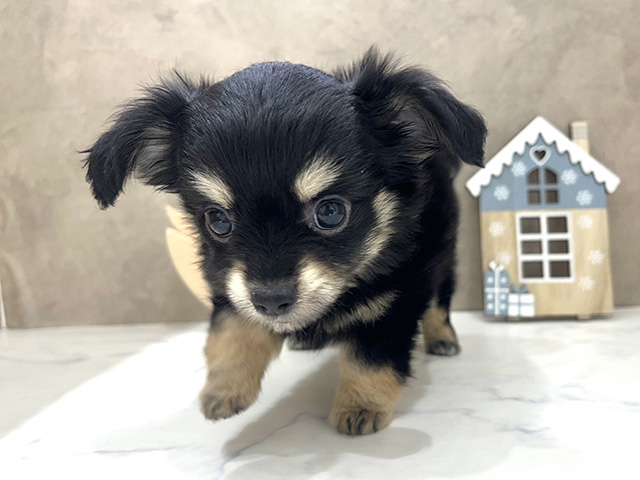 京都府のチワックス(チワワ×ダックス) (ペッツファースト京都四条河原町店/2025年8月19日生まれ/女の子/ブラッククリーム)の子犬の1枚目の画像