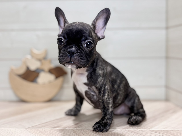 東京都のフレンチブルドッグ (ペッツファースト吉祥寺本店/2025年8月20日生まれ/女の子/ブリンドルホワイト)の子犬の2枚目の画像
