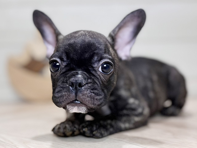 東京都のフレンチブルドッグ (ペッツファースト吉祥寺本店/2025年8月20日生まれ/女の子/ブリンドルホワイト)の子犬の3枚目の画像