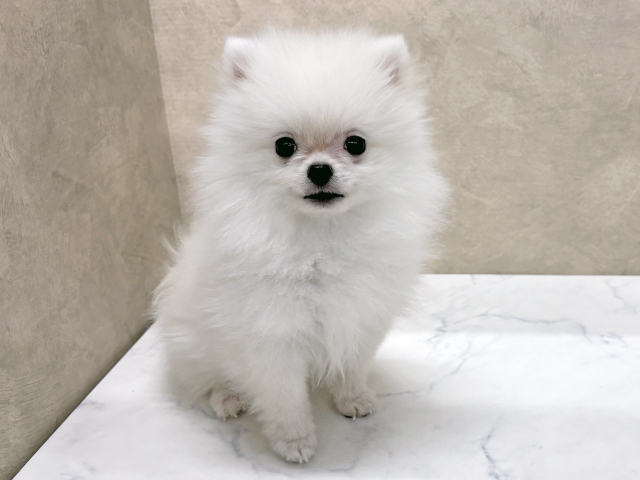 東京都のポメラニアン (ペッツファースト八王子多摩美大前店/2025年8月20日生まれ/男の子/ホワイト)の子犬の1枚目の画像