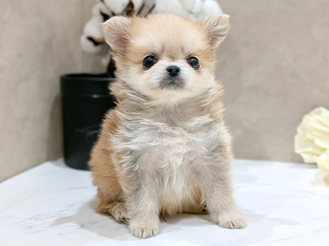 大阪府のポメチワ/チワポメ/ポメチー(ポメラニアン×チワワ) (ペッツファースト難波店/2025年8月19日生まれ/男の子/クリームセーブル)の子犬の1枚目の画像