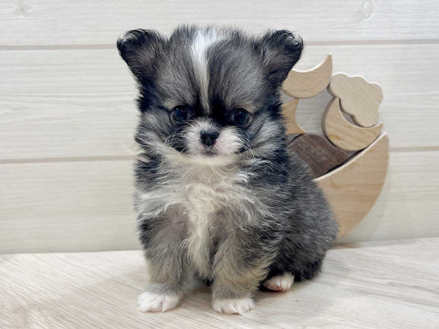 千葉県のポメチワ/チワポメ/ポメチー(ポメラニアン×チワワ) (ペッツファーストららぽーとTOKYO-BAY店/2025年8月19日生まれ/女の子/セーブルホワイト)の子犬の1枚目の画像