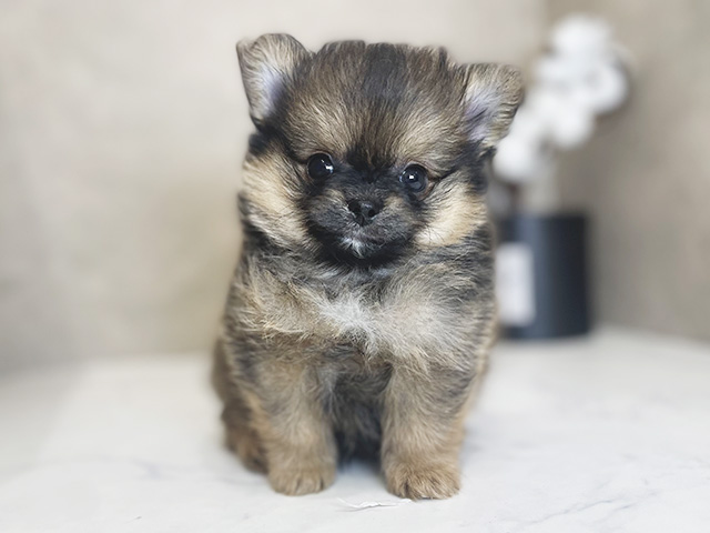 東京都のポメチワ/チワポメ/ポメチー(ポメラニアン×チワワ) (ペッツファーストららぽーと立川立飛店/2025年8月19日生まれ/男の子/オレンジセーブル)の子犬の1枚目の画像