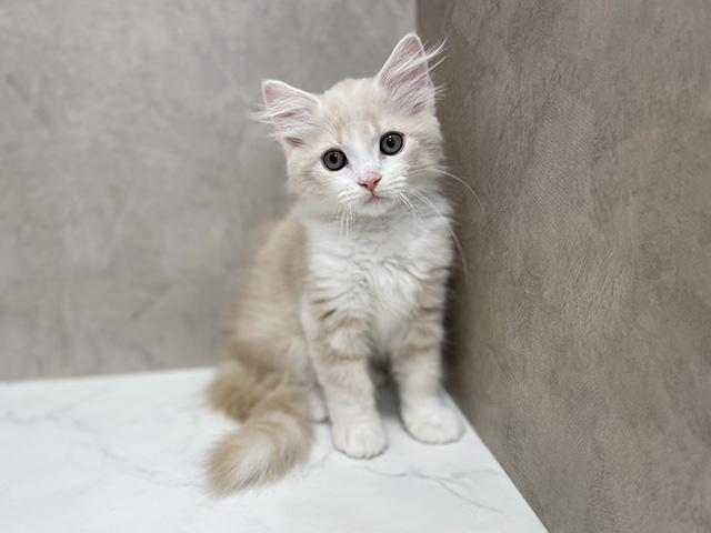 東京都のサイベリアン (ペッツファースト池袋店/2025年8月19日生まれ/男の子/クリームタビーホワイト)の子猫の1枚目の画像