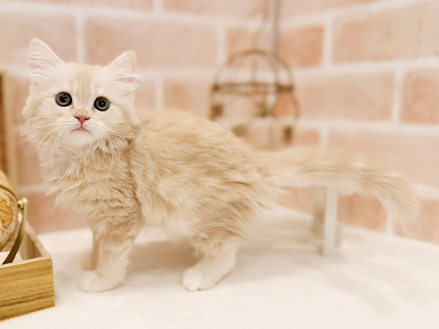 東京都のサイベリアン (ペッツファースト広尾店/2025年8月19日生まれ/女の子/クリームタビー)の子猫の2枚目の画像