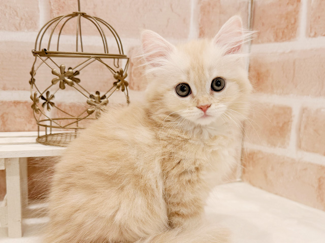 東京都のサイベリアン (ペッツファースト広尾店/2025年8月19日生まれ/女の子/クリームタビー)の子猫の3枚目の画像