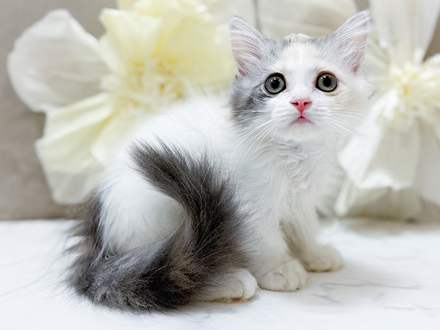 東京都のミヌエット (ペッツファースト恵比寿店/2025年8月14日生まれ/女の子/ダイリュートキャリコ)の子猫の1枚目の画像