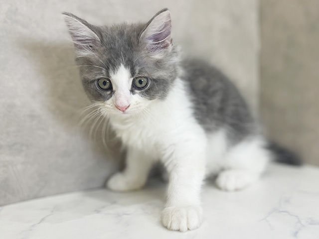 東京都のサイベリアン (ペッツファーストららぽーと立川立飛店/2025年8月20日生まれ/女の子/ブルータビーホワイト)の子猫の1枚目の画像