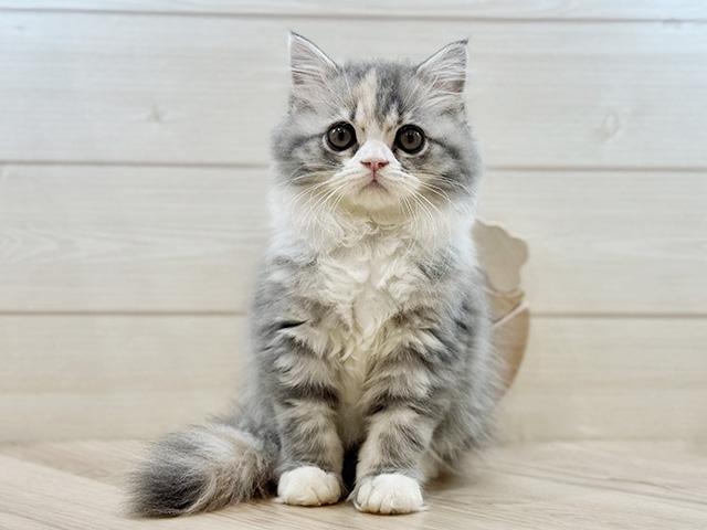 埼玉県のサイベリアン (ペッツファースト川越店/2025年8月17日生まれ/女の子/ダイリュートキャリコ)の子猫