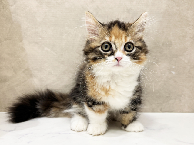 東京都のマンチカン (ペッツファーストららぽーと立川立飛店/2025年8月14日生まれ/女の子/キャリコ)の子猫の1枚目の画像