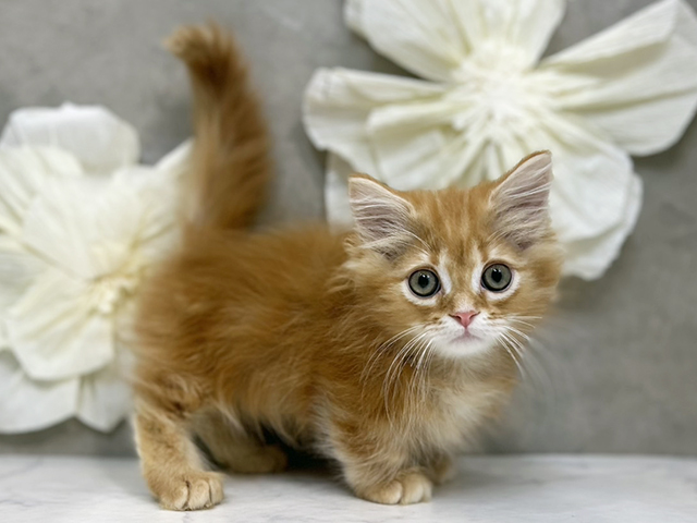 東京都のミヌエット (ペッツファースト下北沢店/2025年8月14日生まれ/男の子/レッドタビー)の子猫の2枚目の画像