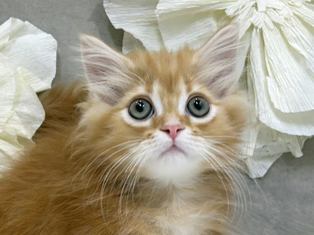 東京都のミヌエット (ペッツファースト下北沢店/2025年8月14日生まれ/男の子/レッドタビー)の子猫の3枚目の画像