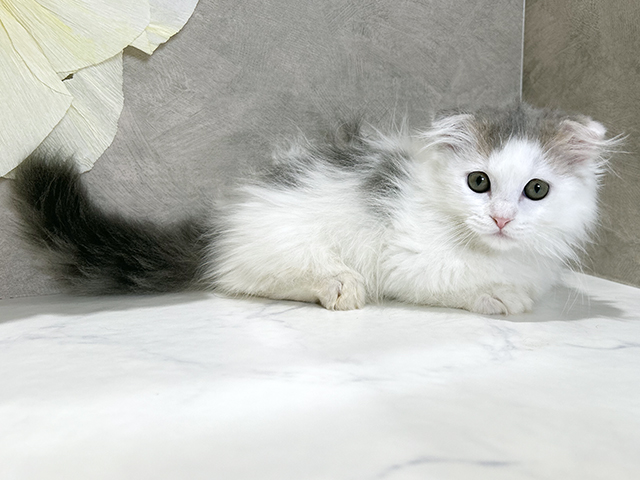 秋田県のマンチカン (ペッツファースト秋田店/2025年8月14日生まれ/男の子/ブルータビーホワイト)の子猫の2枚目の画像