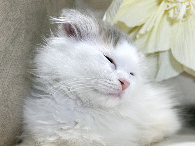 秋田県のマンチカン (ペッツファースト秋田店/2025年8月14日生まれ/男の子/ブルータビーホワイト)の子猫の3枚目の画像