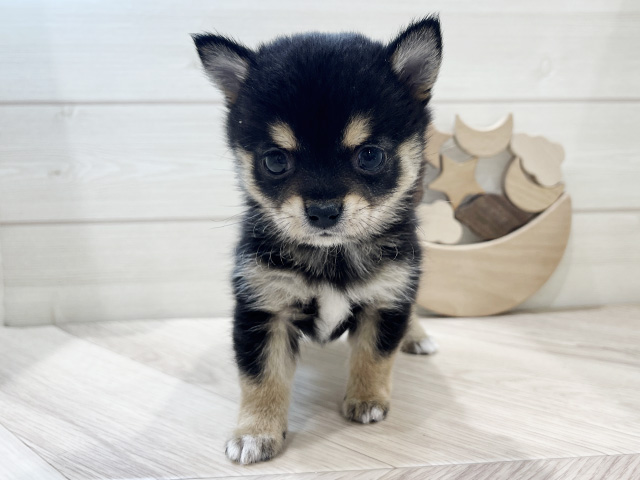 千葉県のチワ柴/柴チワ/チワシバ(チワワ×柴) (ペッツファーストららぽーとTOKYO-BAY店/2025年8月21日生まれ/男の子/黒)の子犬の1枚目の画像