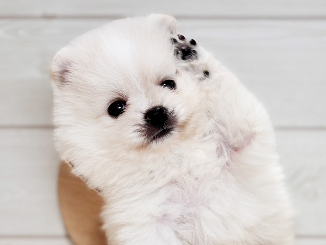 東京都のポメラニアン (ペッツファースト吉祥寺本店/2025年8月21日生まれ/男の子/クリーム)の子犬の3枚目の画像