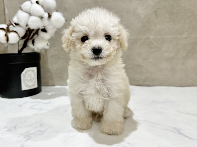 東京都のトイプードル(トイ) (ペッツファースト中野店/2025年8月15日生まれ/男の子/クリーム)の子犬の1枚目の画像