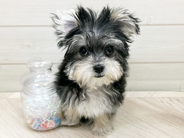 大阪府のマルキー/マルヨーキー(マルチーズ×ヨークシャーテリア) (ペッツファーストららぽーと門真店/2025年8月6日生まれ/女の子/ブラックホワイト)の子犬の1枚目の画像