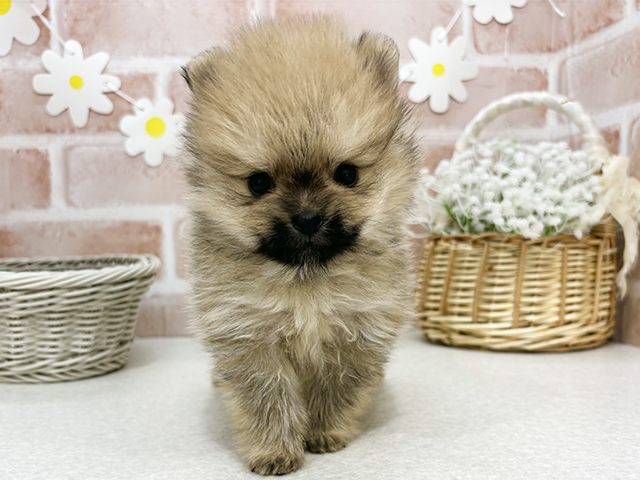 東京都のポメラニアン (ペッツファーストお台場店/2025年8月21日生まれ/男の子/オレンジセーブル)の子犬の1枚目の画像