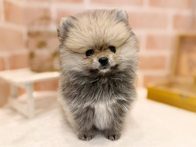 東京都のポメラニアン (ペッツファースト広尾店/2025年8月21日生まれ/女の子/クリームセーブル)の子犬の1枚目の画像