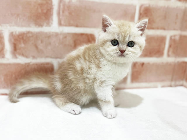 埼玉県のブリティッシュショートヘアー (ペッツファーストカインズ浦和美園店/2025年8月20日生まれ/女の子/クリームホワイト)の子猫の2枚目の画像
