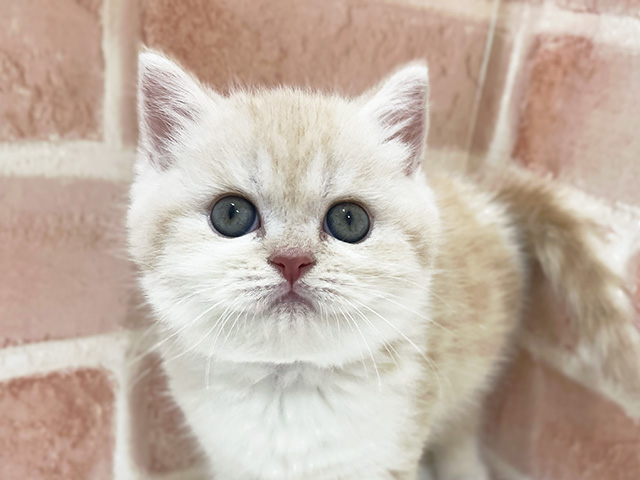 埼玉県のブリティッシュショートヘアー (ペッツファーストカインズ浦和美園店/2025年8月20日生まれ/女の子/クリームホワイト)の子猫の3枚目の画像