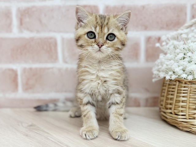 東京都のブリティッシュショートヘアー (ペッツファーストfor cats武蔵小山店/2025年8月19日生まれ/女の子/ゴールデンタビー)の子猫の1枚目の画像