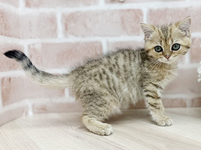 東京都のブリティッシュショートヘアー (ペッツファーストfor cats武蔵小山店/2025年8月19日生まれ/女の子/ゴールデンタビー)の子猫の2枚目の画像