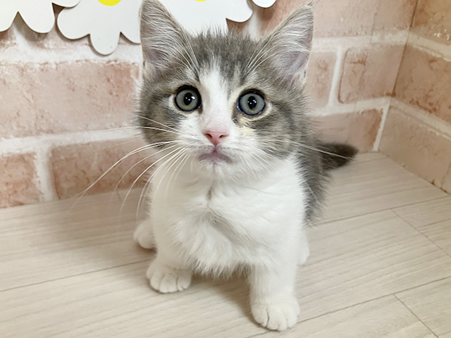 静岡県のマンチカン (ペッツファースト富士南店/2025年8月21日生まれ/男の子/ブルータビーホワイト)の子猫の1枚目の画像