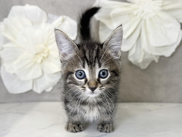 東京都のマンチカン (ペッツファースト下北沢店/2025年8月21日生まれ/男の子/ブラウンタビー)の子猫の1枚目の画像