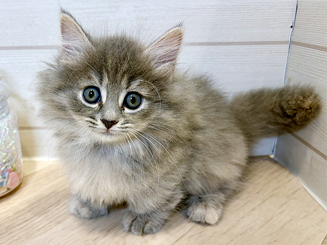 神奈川県のマンチカン (ペッツファースト川崎店/2025年8月21日生まれ/女の子/ブルーパッチドタビー)の子猫の1枚目の画像