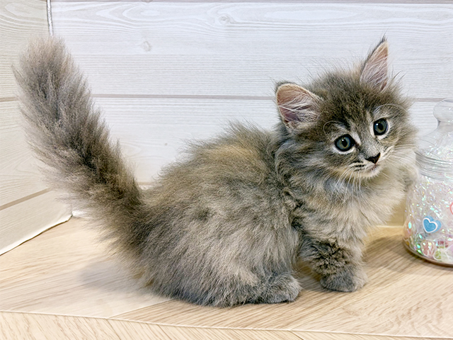神奈川県のマンチカン (ペッツファースト川崎店/2025年8月21日生まれ/女の子/ブルーパッチドタビー)の子猫の2枚目の画像
