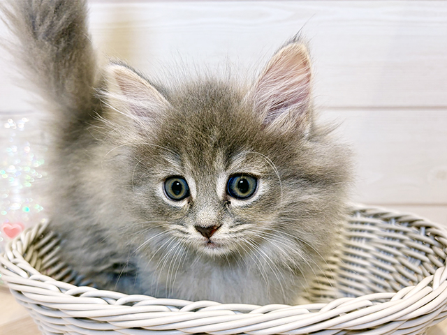 神奈川県のマンチカン (ペッツファースト川崎店/2025年8月21日生まれ/女の子/ブルーパッチドタビー)の子猫の3枚目の画像