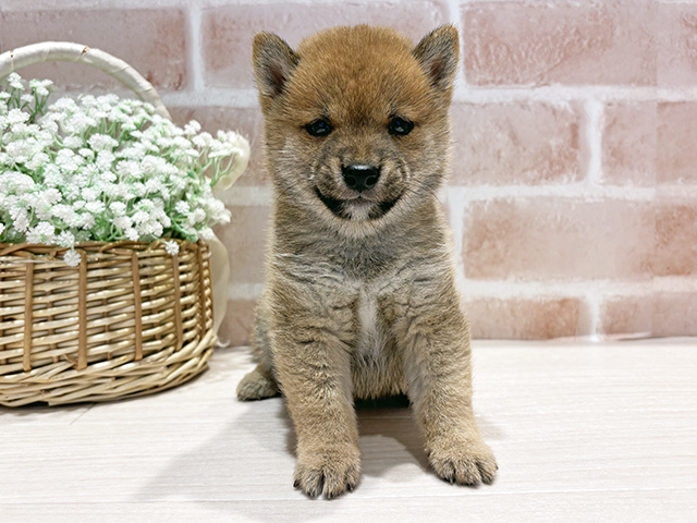 神奈川県の豆柴 (ペッツファースト横浜元町店/2025年8月21日生まれ/男の子/赤)の子犬の1枚目の画像