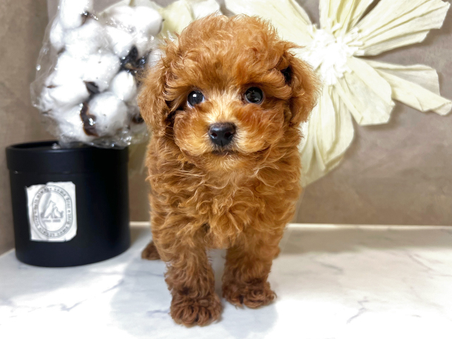 兵庫県のトイプードル(トイ) (ペッツファースト神戸三宮センター街店/2025年8月18日生まれ/男の子/レッド)の子犬の1枚目の画像