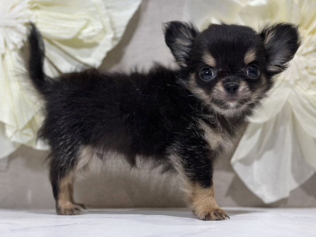 神奈川県のチワワ(ロング) (ペッツファースト秦野店/2025年8月9日生まれ/男の子/ブラックタン)の子犬の2枚目の画像