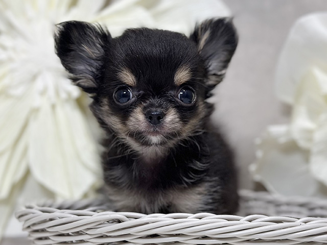神奈川県のチワワ(ロング) (ペッツファースト秦野店/2025年8月9日生まれ/男の子/ブラックタン)の子犬の3枚目の画像